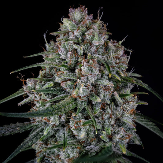 Skywalker (Skywalker Kush Cut (selected from DNA seeds) x Triangle F3) 3-Pack
