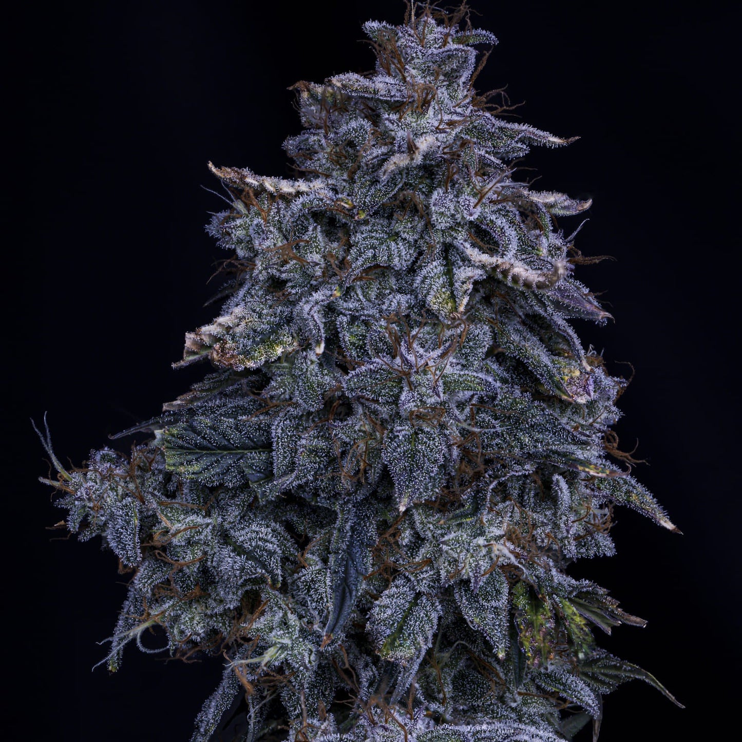 Pinot Noir Auto (Double Grape x Creme de la Chem) 3-Pack