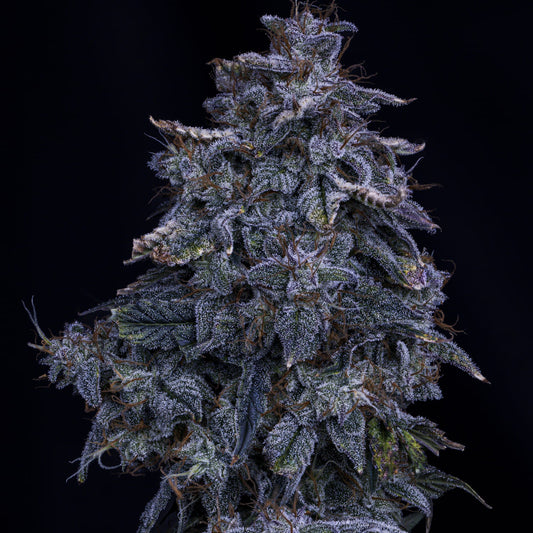 Pinot Noir Auto (Double Grape x Creme de la Chem) 3-Pack