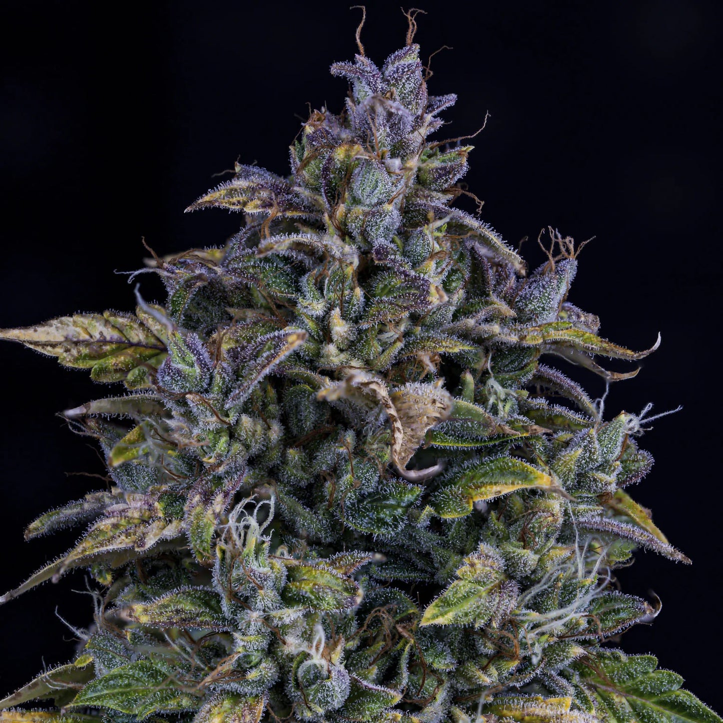 S.O.D.K (Sour Orange Diesel (Lady Sativa Genetics) x Breeding Auto OD1) X Triangle F1) 3-Pack