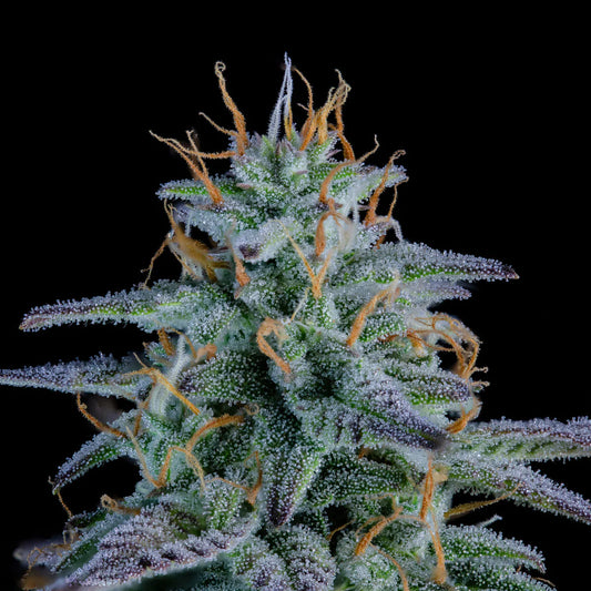Strawberry Nuggets (Sour Strawberry Kush (Bog Seeds) x 24 Carat F3 - Pink Pheno) 3-Pack