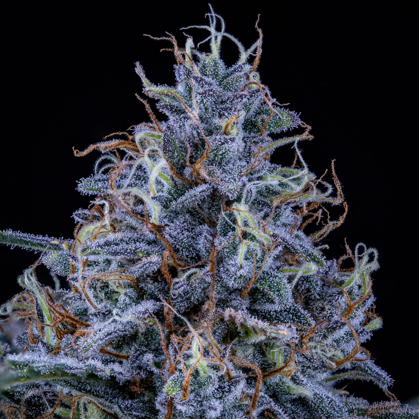 Sundae Thumper (Gelato #45 (AKA Michael Jordan) (Sunset Sherbet x Thin Mint Cookies) x Forum Stomper) 3-Pack