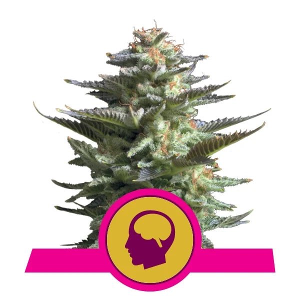 Amnesia Haze - Gas Station