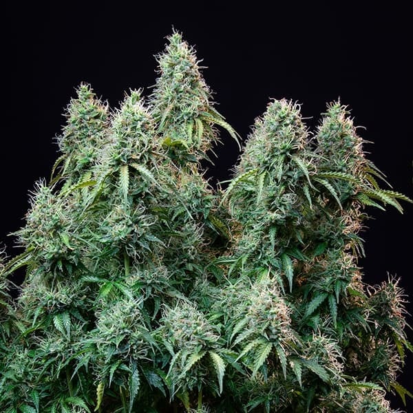 Amnesia Haze Auto - Gas Station