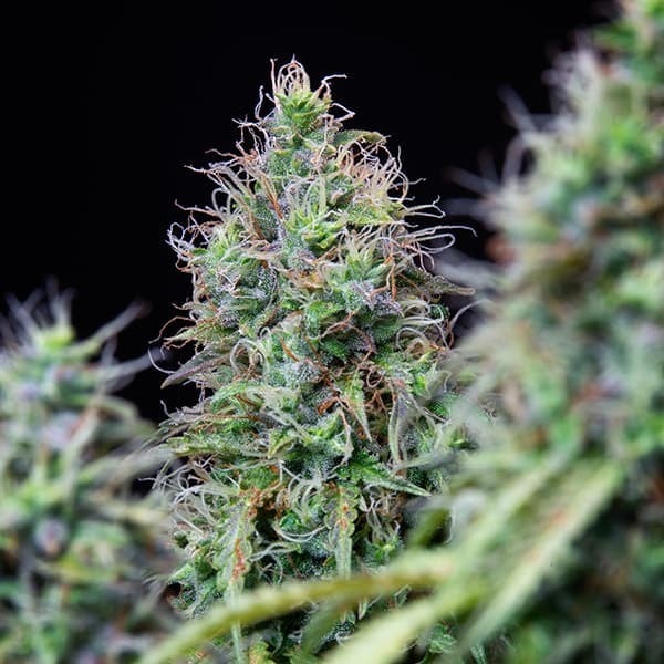 Amnesia Haze Auto - Gas Station