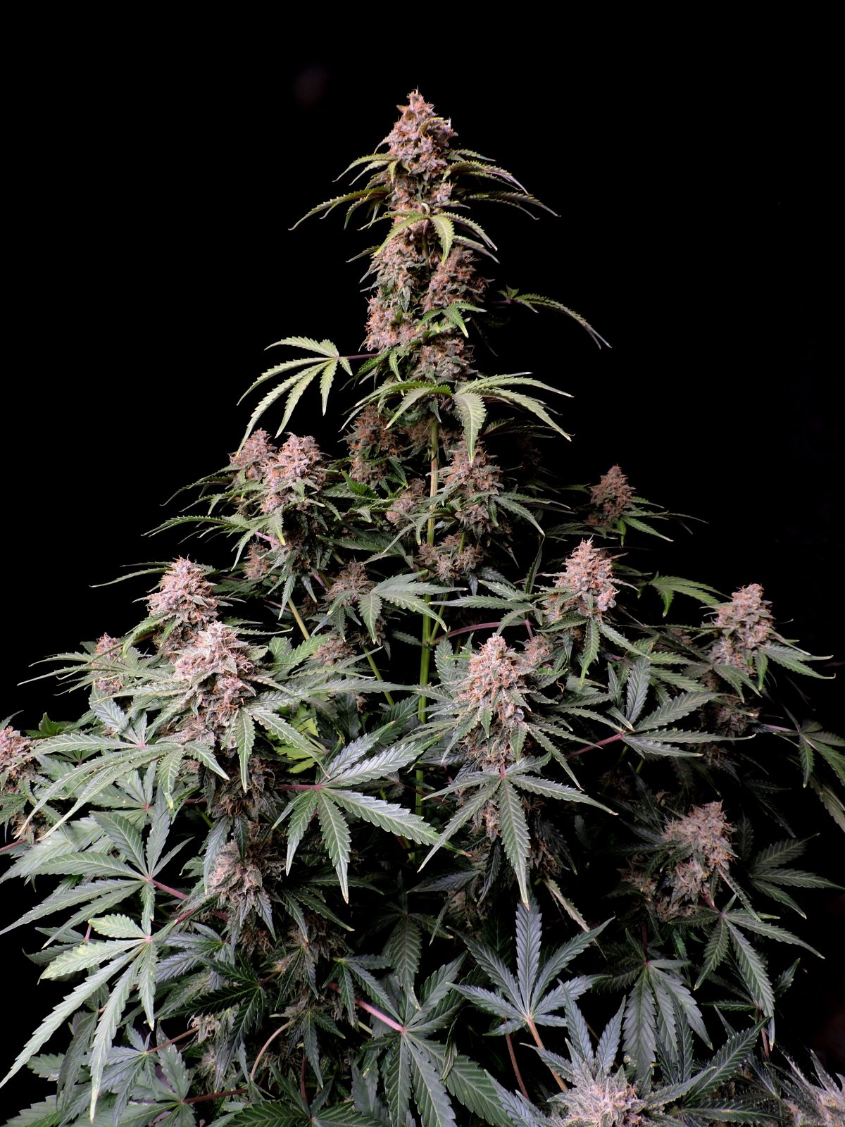 Amnesia Zkittlez Auto 5-Pack + 1 Gorilla Zkittlez Auto