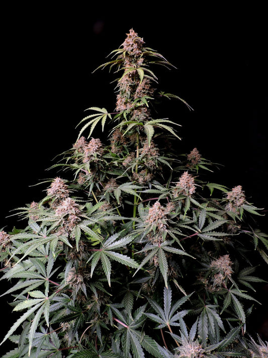 Amnesia Zkittlez Auto 5-Pack + 1 Gorilla Zkittlez Auto