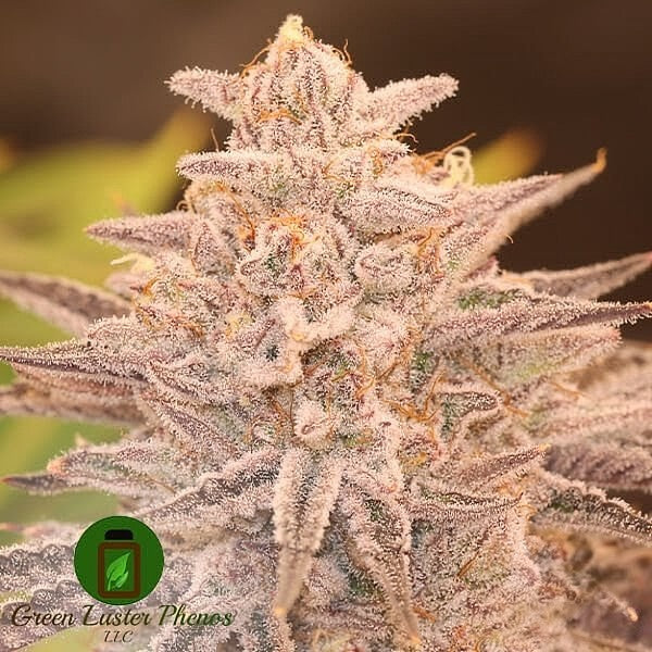 Familiar Fruit THC/CBD (OG Kush F3 x Cherrywine) 6 seeds