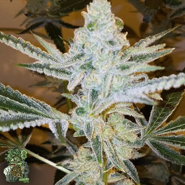 Jungle Diamonds (GG #4 x Slurricane) 3 seeds