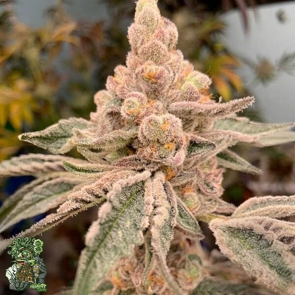 Terp Daddy (Mac Daddy x Slurricane #7) 3 seeds