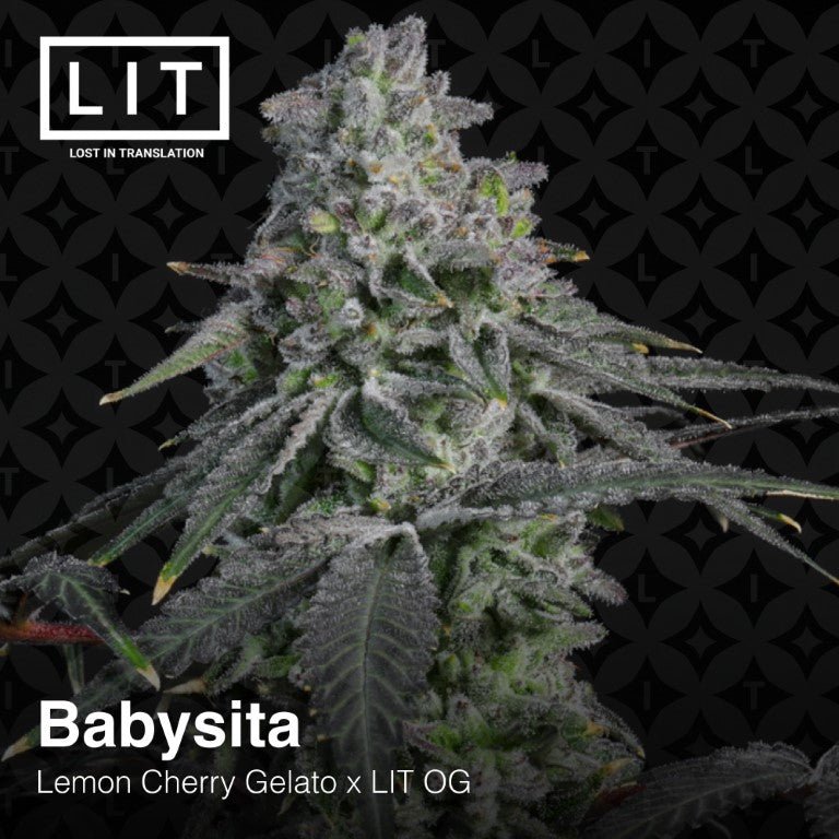 Babysita (Lemon Cherry Gelato x LIT OG) 6 - Pack - Gas Station