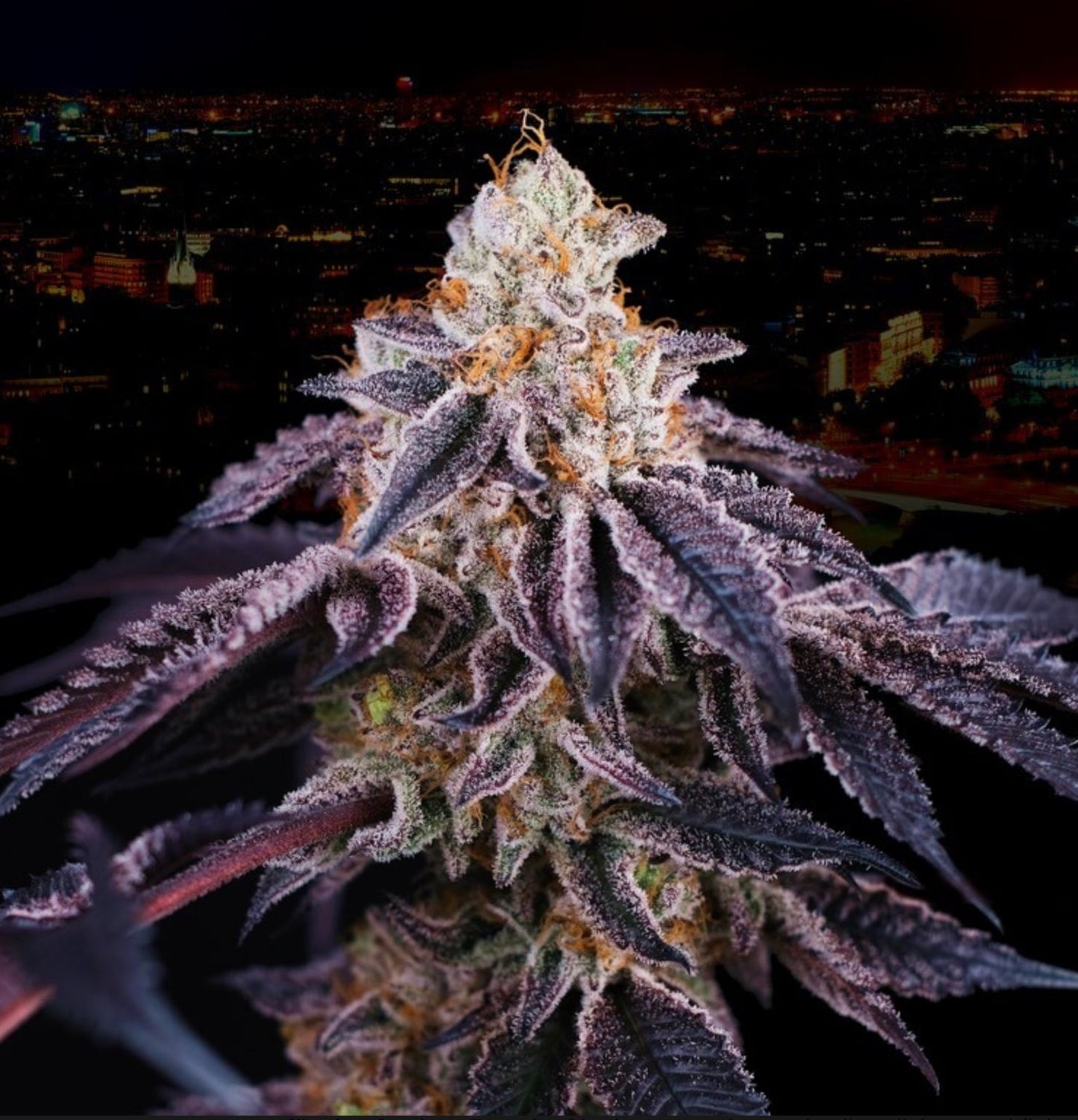 Baked in Paris (Wedding Cake x Jet A) - Gas Station