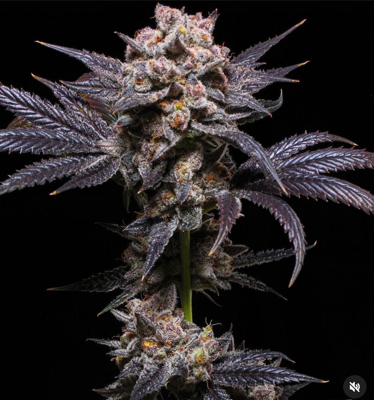 Banana CreamZ (Jealousy Banana Cream x Zoap) - Gas Station