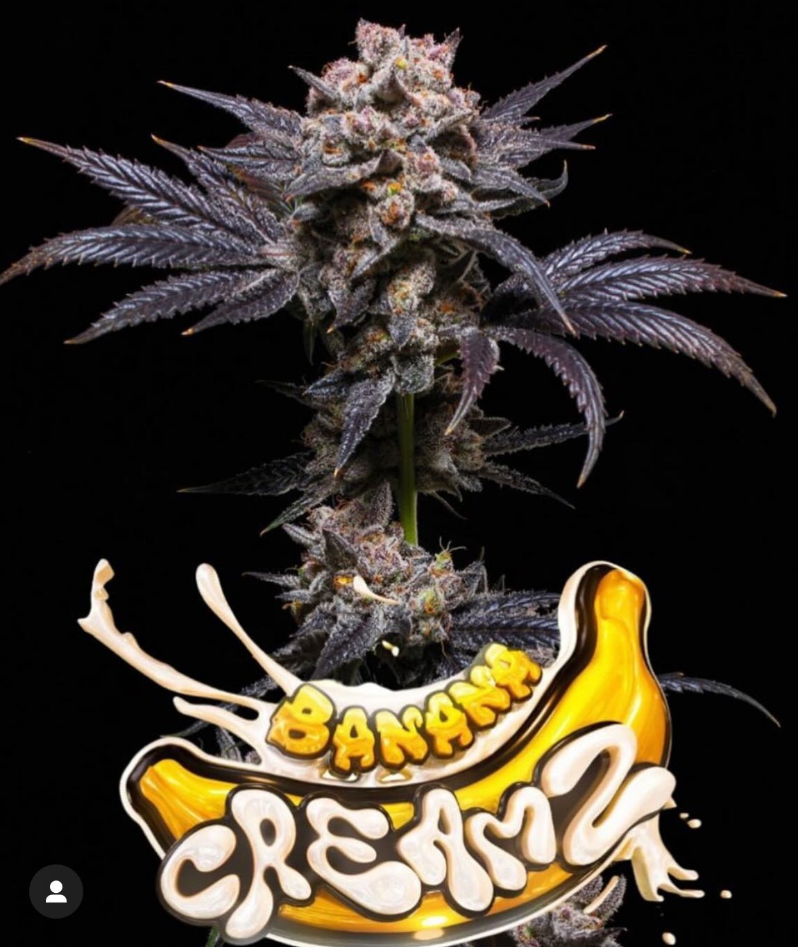 Banana CreamZ (Jealousy Banana Cream x Zoap) - Gas Station