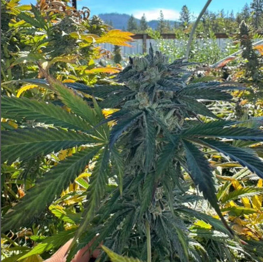 Black Cherry Gas (OGKB V2.1 X BLACKCHERRY SMOOTHIE) 6 fem seeds