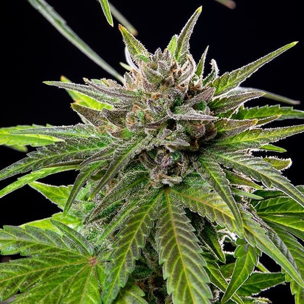 Blue Cheese - Gas Station