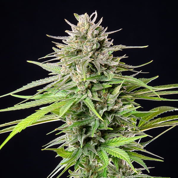 Blue Cheese - Gas Station