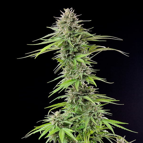 Blue Cheese - Gas Station