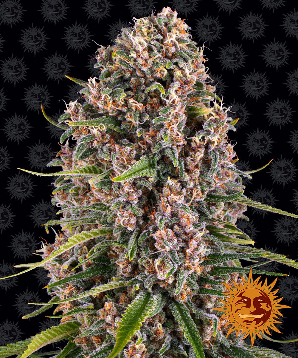 Blue Cheese aka Blueberry Cheese - Gas Station