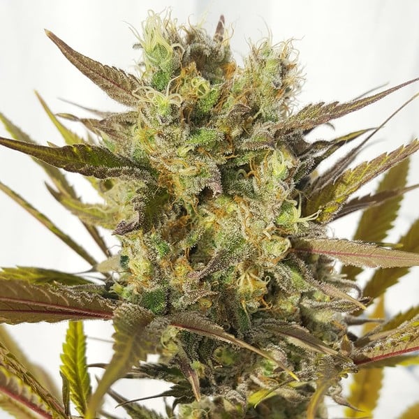Blue Mystic - Gas Station