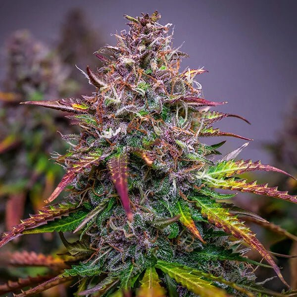 Bubble Kush Auto - Gas Station