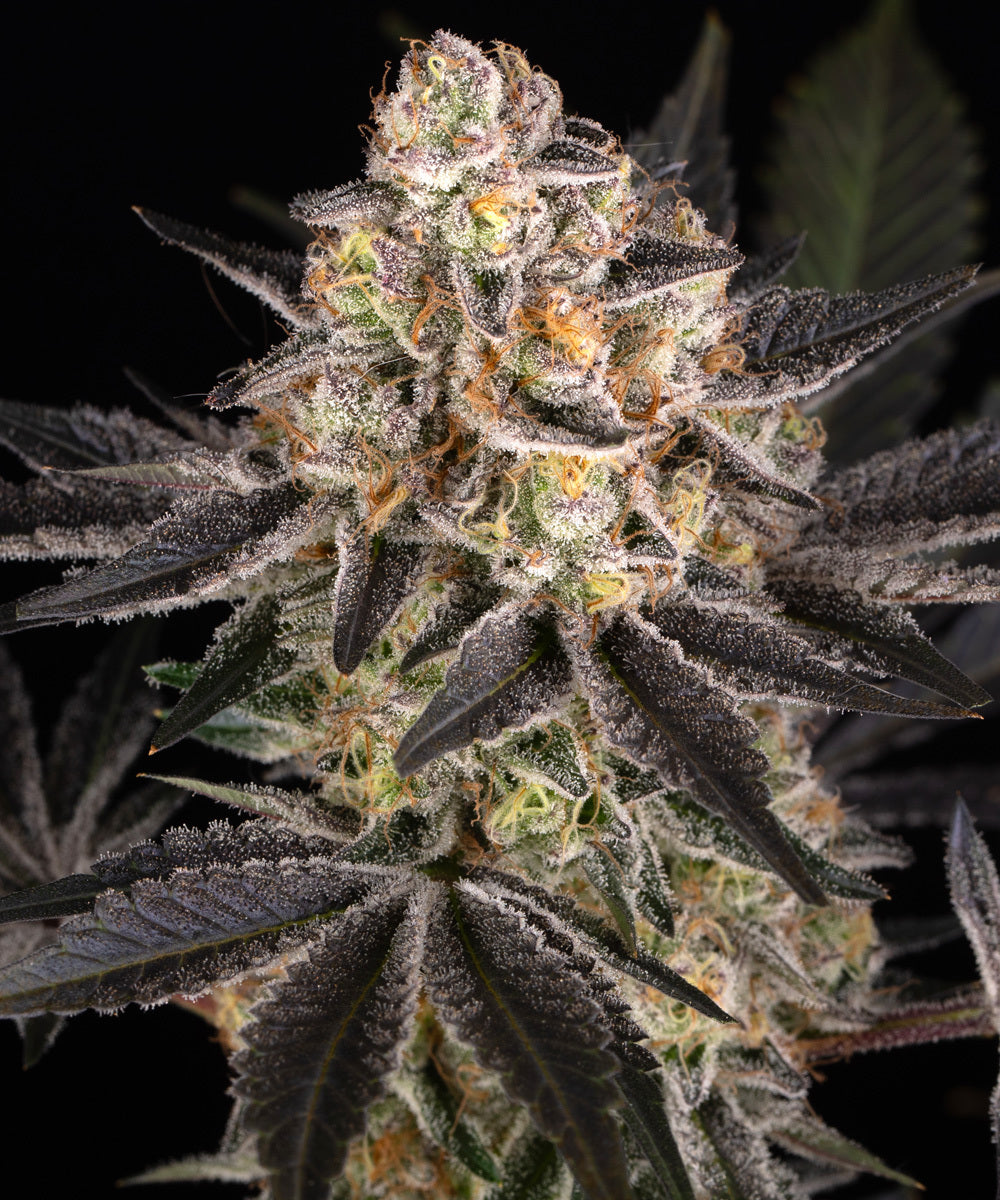 Candy Pack 5x 1 seed