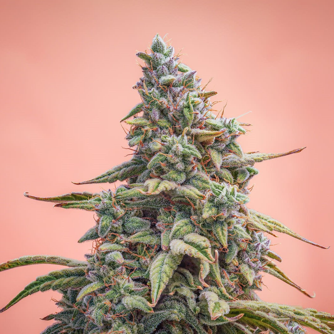 Canna-Cheese CBD 1:1 Auto (Cannatonic x Northern Cheese Haze) 3-Pack