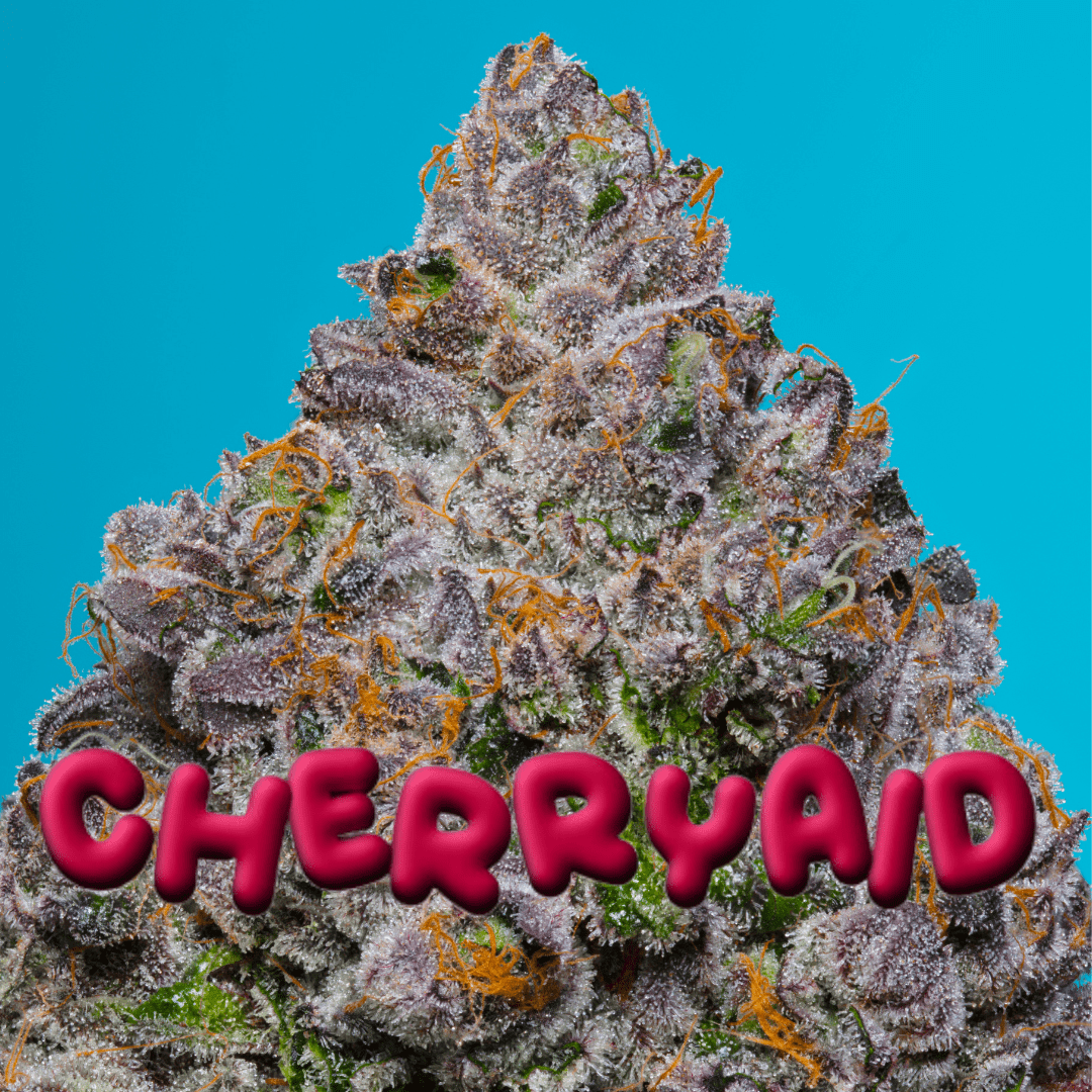 CHERRYAID (Lemon Cherry Runtz x Gasonade) 5 - Pack + Cookies OG Freebie - Gas Station
