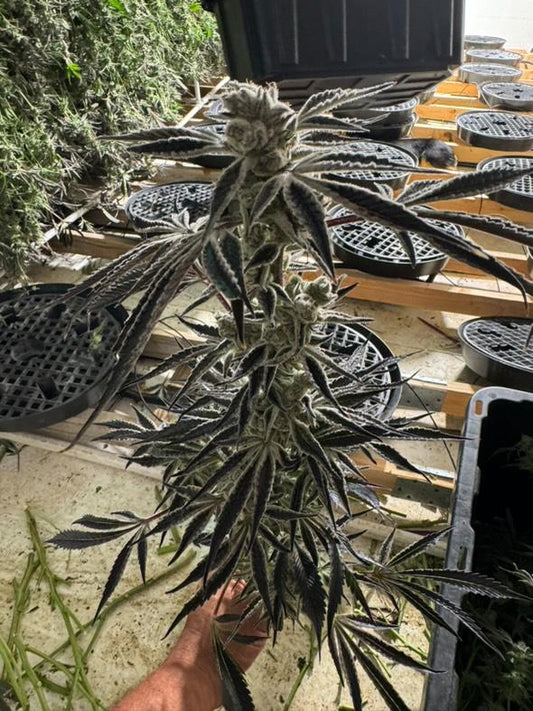 CITRUS DREAM (BLACKCHERRY FLAMBE X BLACKCHERRY SMOOTHIE) 6 fem seeds