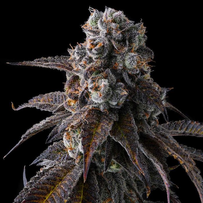 Dulce Dreams (Dulce De Fresa x Grape Gas) 7 seeds