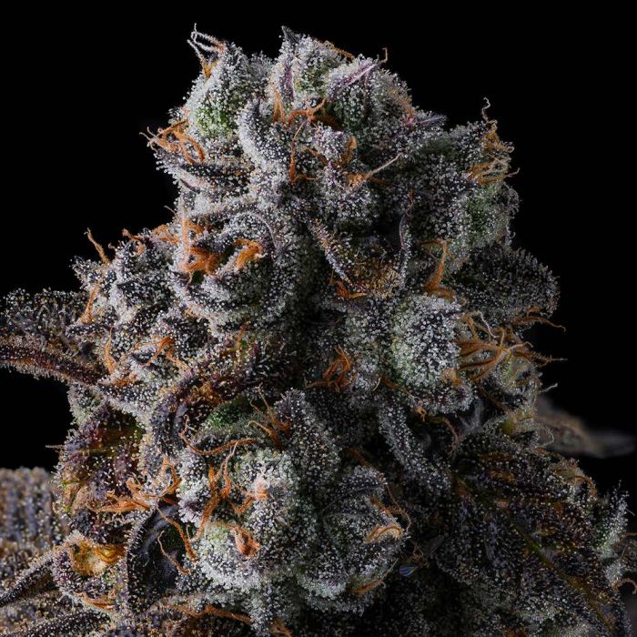 Dulce Dreams (Dulce De Fresa x Grape Gas) 7 seeds