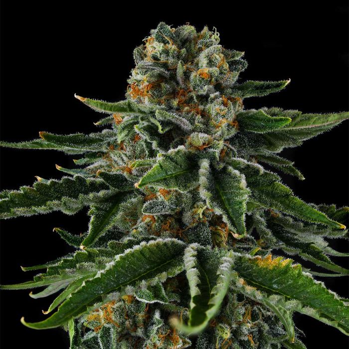 Mr Jones (OZK Bx2 x Eye Candy) 7 seeds
