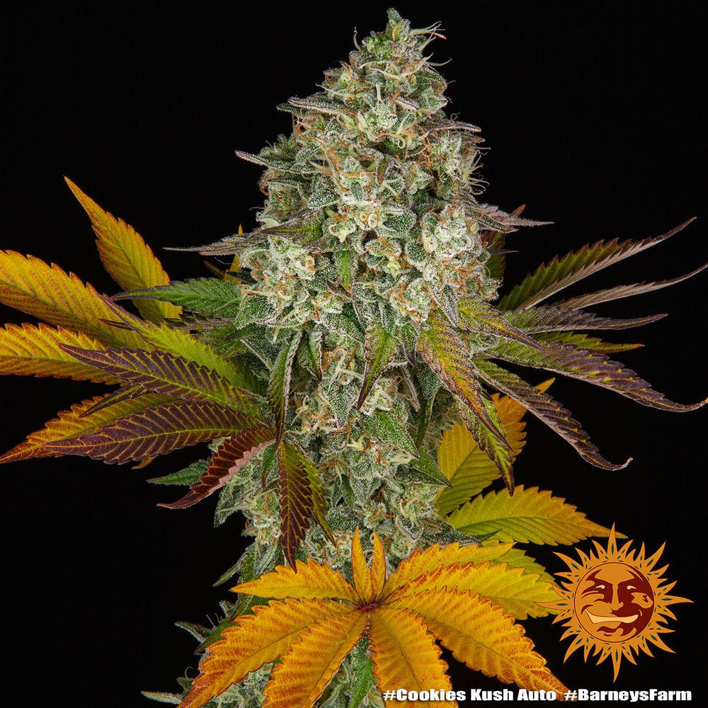 Cookies Kush Auto - Gas Station