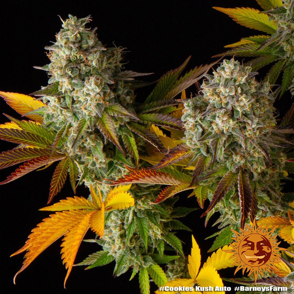 Cookies Kush Auto - Gas Station