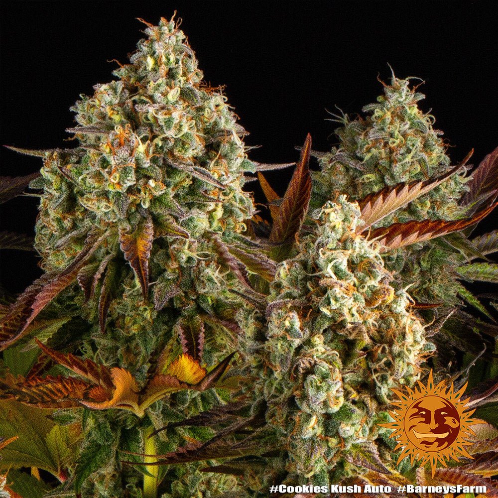 Cookies Kush Auto - Gas Station