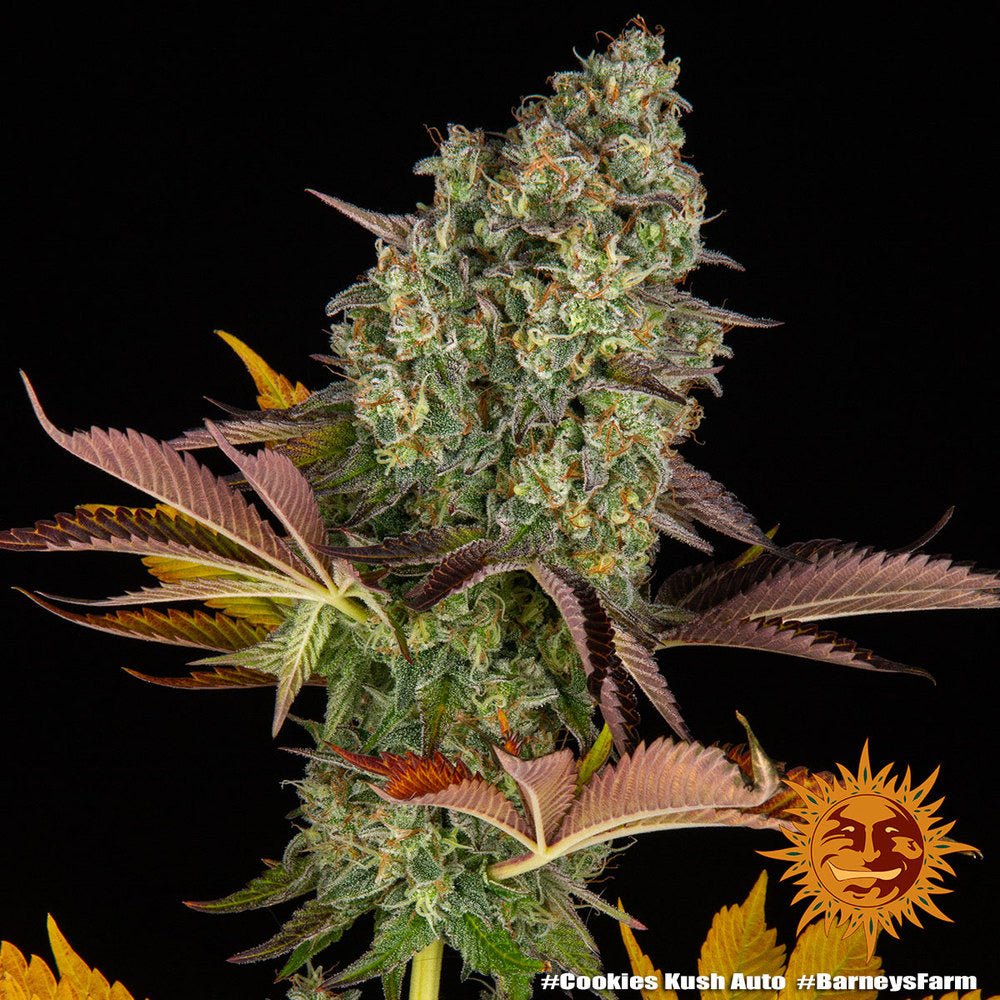 Cookies Kush Auto - Gas Station