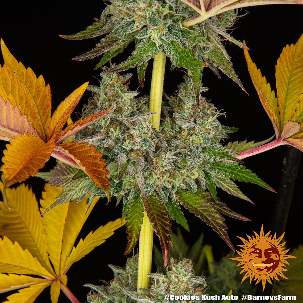 Cookies Kush Auto - Gas Station