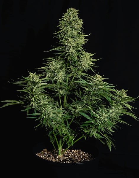 Cosmos F1 CBD - Gas Station