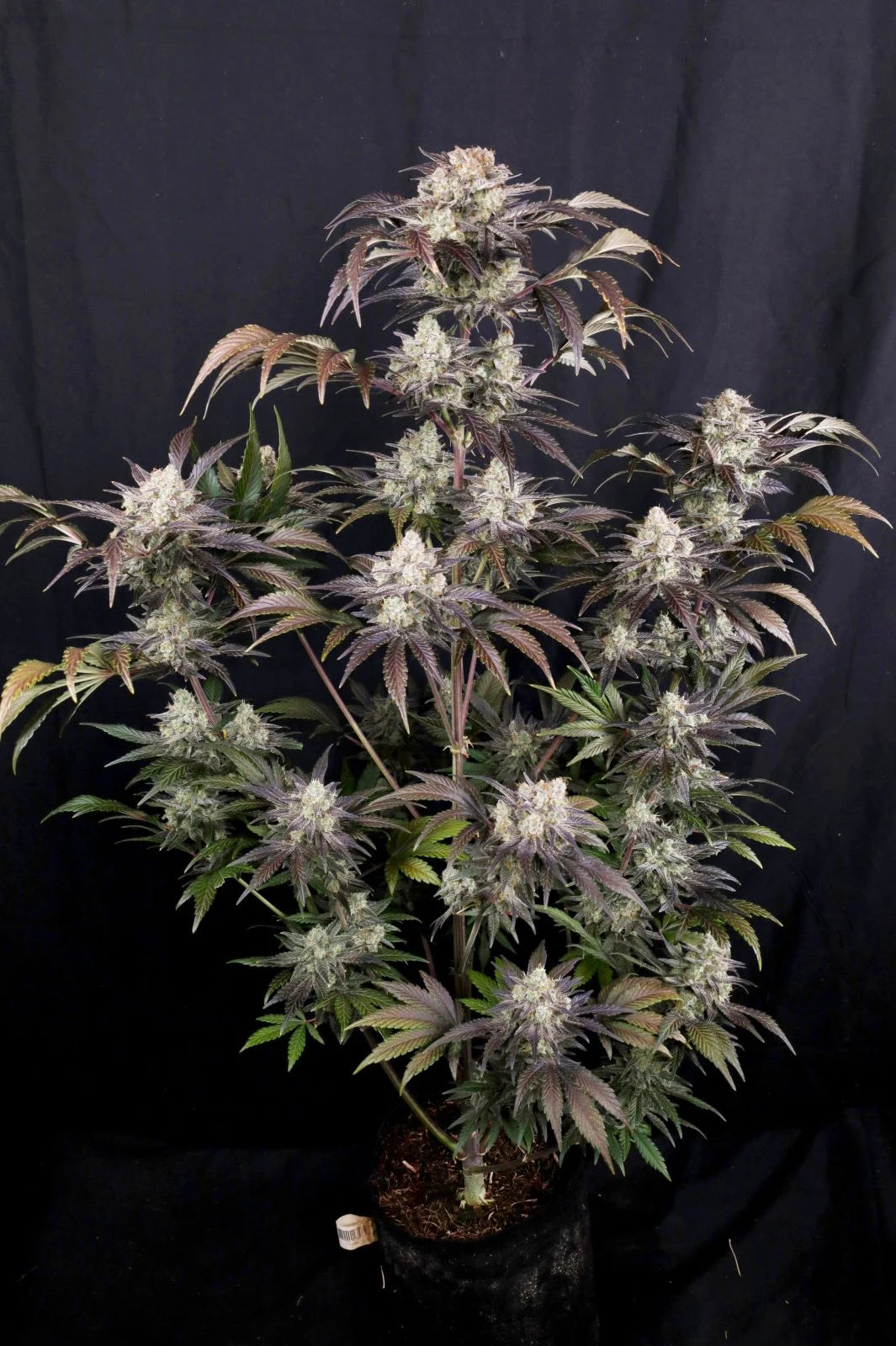 Frostbanger Auto™ F4 2026 upgrade