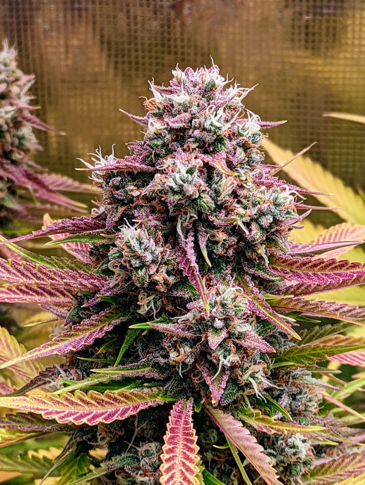 Deez Nuggs Auto (Strawberry Nuggets x Orange Diesel) 3-Pack