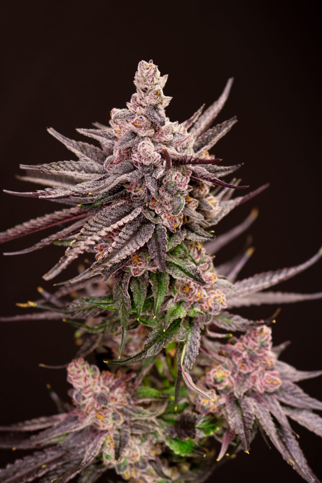 Depth Charge (Louisiana Leche x Pure Michigan) Fem 5-pack