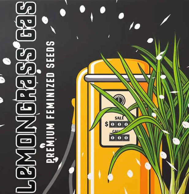 Lemongrass Gas (Gelonade x Duke's Crumpets) 6 seeds
