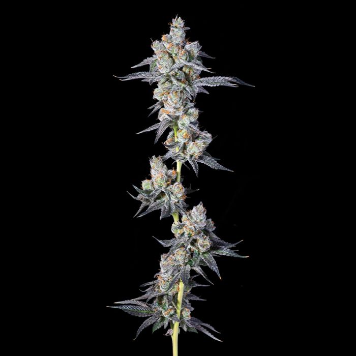 Dulce Dreams (Dulce De Fresa x Grape Gas) 7 seeds