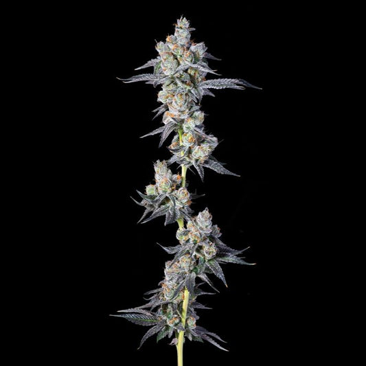 Dulce Dreams (Dulce De Fresa x Grape Gas) 7 seeds