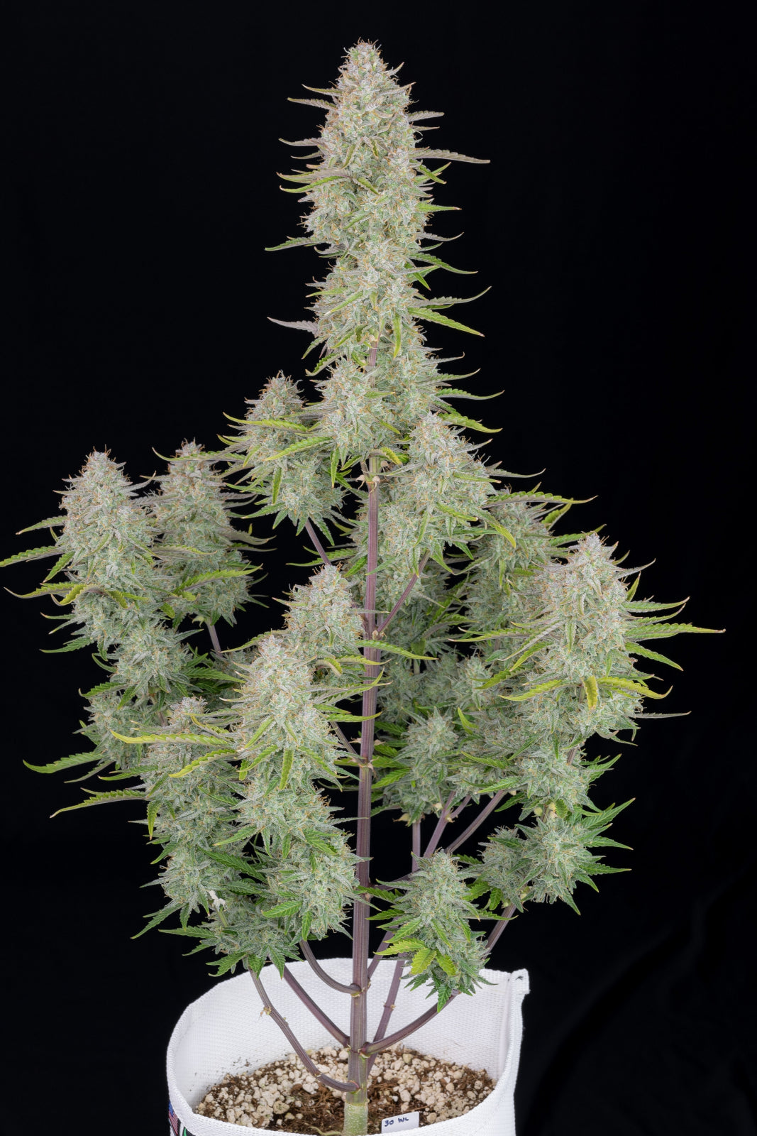 Wedding Cheesecake Auto 5-Pack + 1 Gorilla Zkittlez Auto