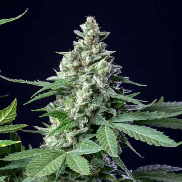 Easy Bud - Gas Station