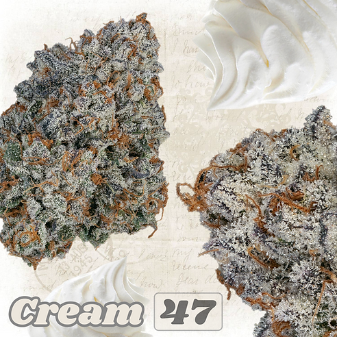 Cream 47 (Oreoz x AK47) 6 seeds