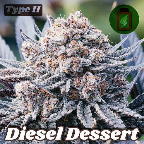 Diesel Dessert CBD/THC 2:1 (Sour Diesel x Mustard Berry) 6 seeds