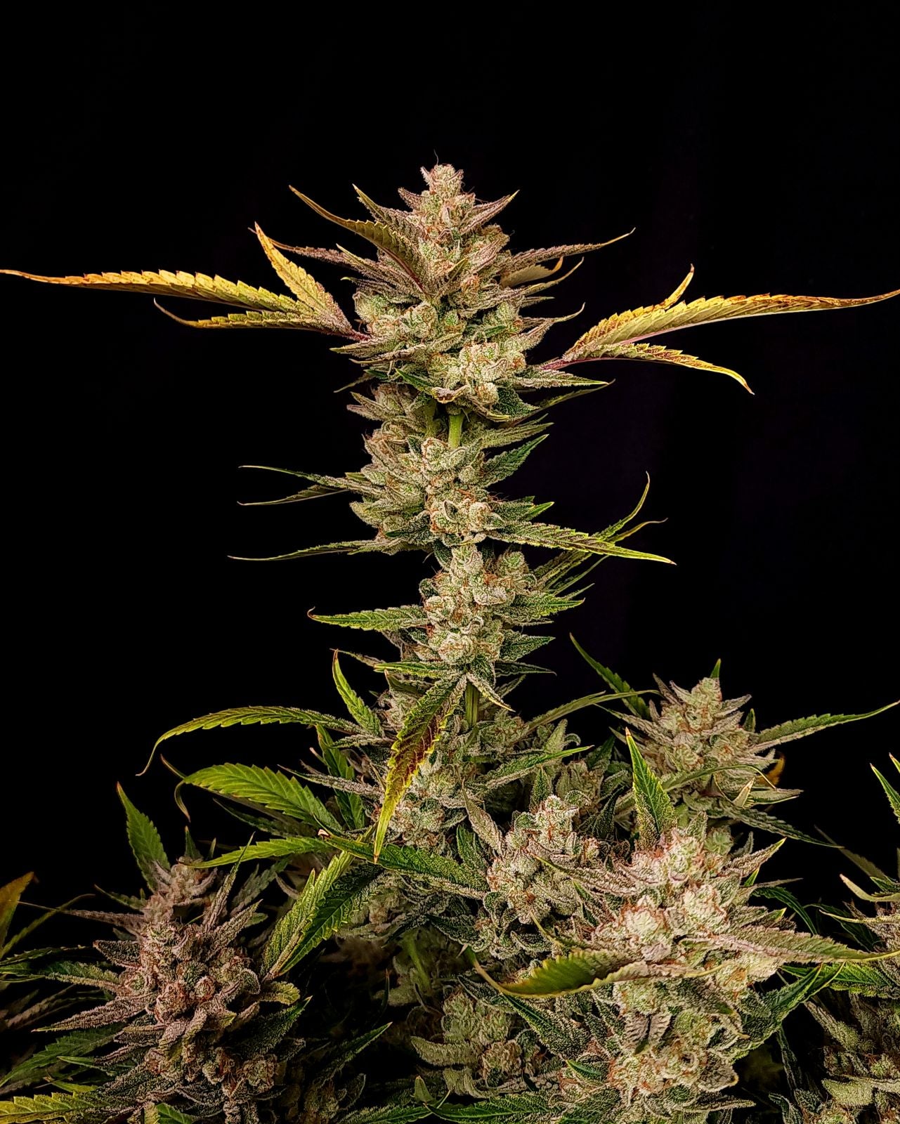 Ztrawberriez Auto 5-Pack + 1 Gorilla Zkittlez Auto