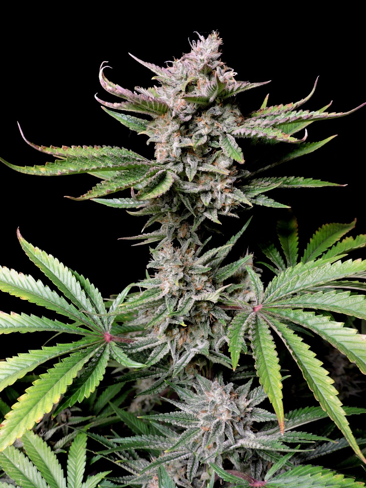 Cherry Cola Auto 5-Pack + 1 Gorilla Zkittlez Auto